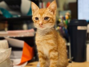 新手飼主必備指南：從離乳期到發情期，幼貓照顧全攻略