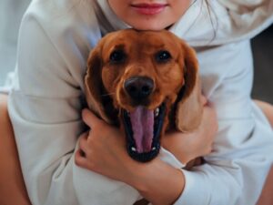 【2025最新版】新手養狗必看！15大幼犬飼養常見問題與解答