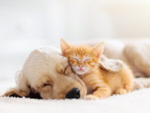 貓派、狗派，你是哪一派?適合寵物大解析