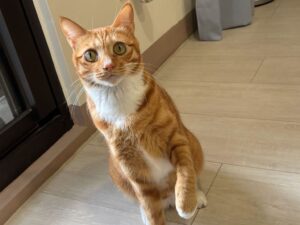 【2025貓砂推薦】完整評比7大熱門貓砂！新手貓奴必看挑選指南