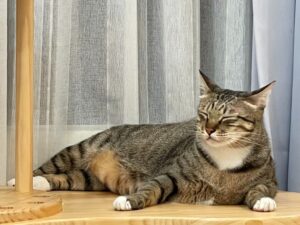 【2025豆腐砂推薦】豆腐砂5大優點＆選購指南！