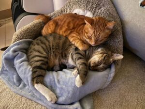 領養代替購買，6大領養需知+領養平台一次看!