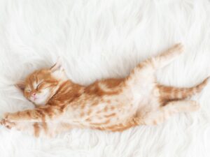 新手養幼貓完全指南：從生活空間到健康管理一應俱全！