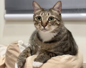 虎斑貓好養嗎?品種介紹、個性、優缺點一次看