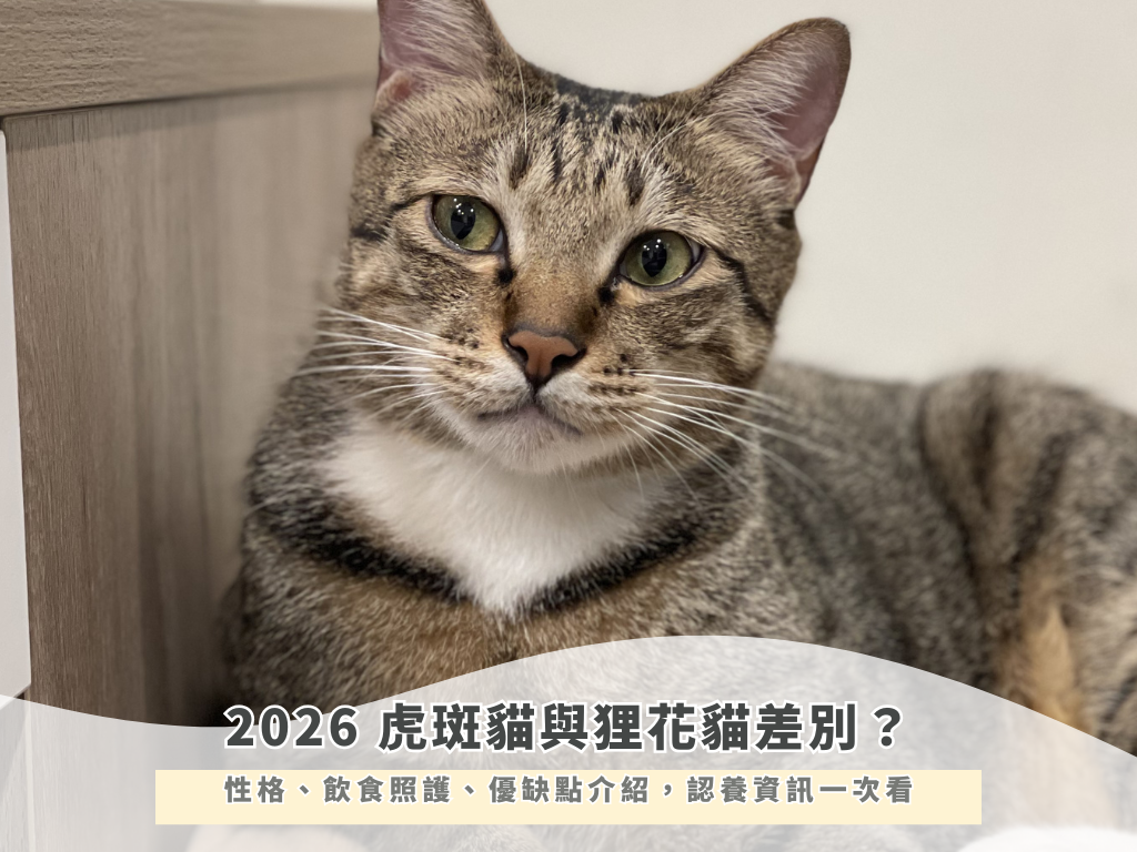 2026 虎斑貓與狸花貓差別？性格、飲食照護、優缺點介紹，認養資訊一次看