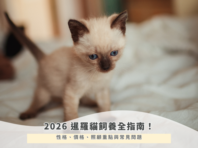 2026 暹羅貓飼養全指南！性格、價格、照顧重點與常見問題