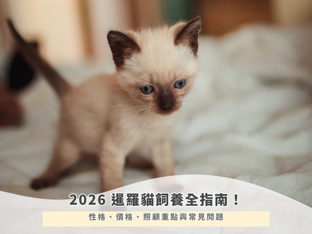 2026 暹羅貓飼養全指南！性格、價格、照顧重點與常見問題