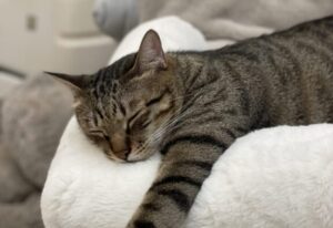 貓咪會呼嚕的 6 大原因，第 6 點聽完讓人鼻酸