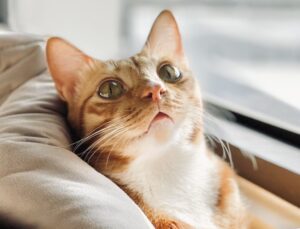 橘貓為什麼這麼討喜? 5大個性特點讓人忍不住想養!