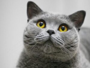 英國短毛貓好養嗎?品種介紹、個性、優缺點一次看