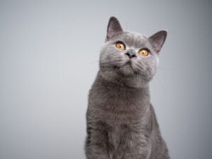 購買英國短毛貓前必看！價格、購買指南、注意事項全攻略