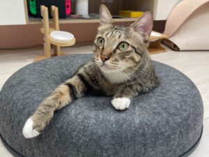 5個關於母貓結紮的關鍵知識：最佳時機、費用與術後照護指南