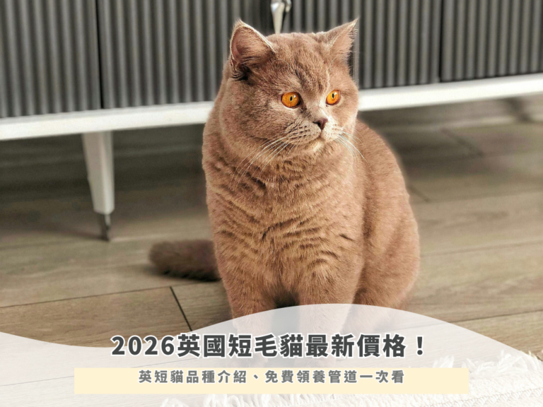 2026英國短毛貓最新價格！英短貓品種介紹、免費領養管道一次看