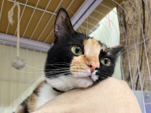 三花貓好養嗎?品種介紹、個性、優缺點一次看