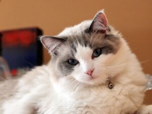 布偶貓好養嗎?品種介紹、個性、優缺點一次看