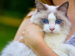 購買布偶貓前必看！價格、購買指南、注意事項全攻略