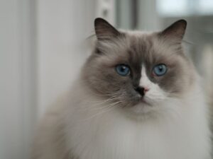 新手必讀！布偶貓飼養懶人包，照顧技巧一次看