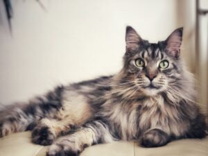 緬因貓好養嗎?品種介紹、個性、優缺點一次看