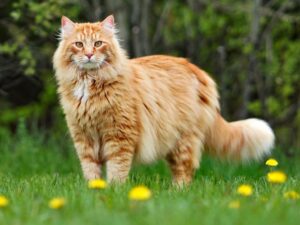 購買緬因貓前必看！價格、購買指南、注意事項全攻略