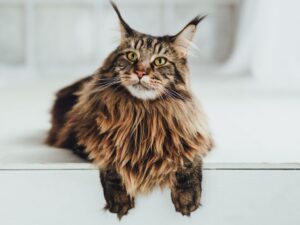 新手必讀！緬因貓飼養懶人包，照顧技巧一次看