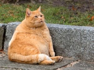 橘貓個性、智商全解析!胖橘貓必學的體重控制技巧