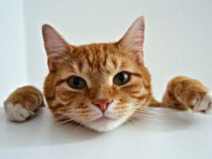 為何橘貓是你的幸運之星？瞭解橘貓的都市傳說