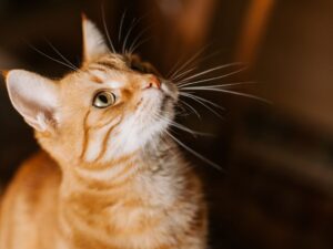 母橘貓為何如此稀有？揭開背後的基因秘密