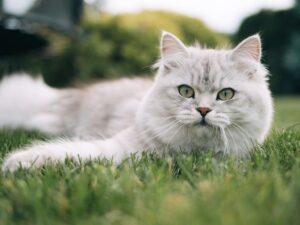 英國長毛貓好養嗎?品種介紹、個性、優缺點一次看