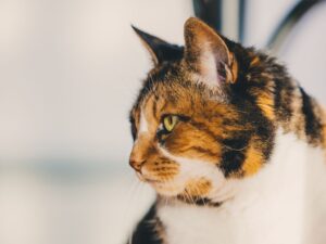 三花貓的 3大都市傳說：牠們真的傲嬌又幸運？