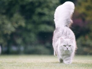 購買英國長毛貓前必看！價格、購買指南、注意事項全攻略