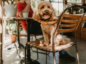 【2025台北最新】台北超人氣寵物友善餐廳大集！讓毛小孩也能在餐桌旁共度美好時光(持續更新)