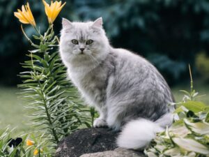 新手必讀！英國長毛貓飼養懶人包，照顧技巧一次看