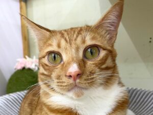 橘貓真能自己找主人嗎？揭開橘貓「尋主」的神秘傳說！