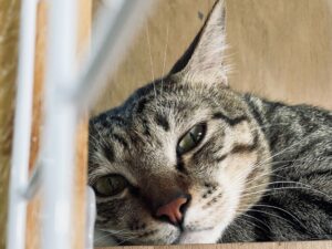 揭秘虎斑貓的4大都市傳說：從神秘紋路到財運守護