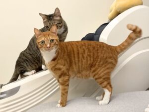 【2025最新】公貓結紮費用＆完整指南：手術流程、術後照顧一次看！