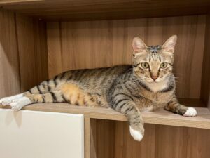 貓咪結紮全攻略：瞭解原因、最佳時機與術後照護！