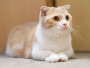 購買曼赤肯貓前必看！價格、購買指南、注意事項全攻略