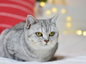 新手必讀！曼赤肯貓飼養懶人包，照顧技巧一次看