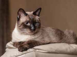 暹羅貓好養嗎?品種介紹、個性、優缺點一次看