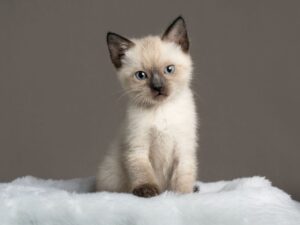 購買暹羅貓前必看！價格、購買指南、注意事項全攻略