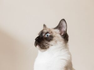 新手必讀！暹羅貓飼養懶人包，照顧技巧一次看