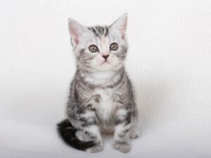 購買美國短毛貓前必看！價格、購買指南、注意事項全攻略