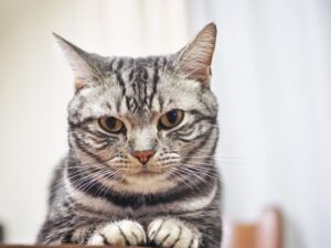 新手必讀！美國短毛貓飼養懶人包，照顧技巧一次看