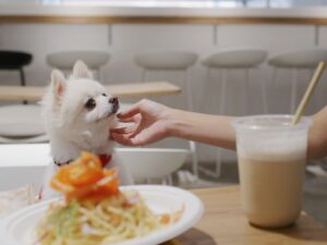 【2025南投最新】寵物友善餐廳推薦：帶毛孩輕鬆用餐的好去處(持續更新)