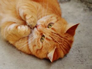 你的貓愛你嗎？5個行為看懂貓咪的喜歡與討厭！