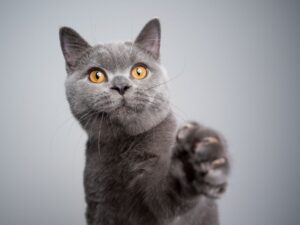 新手必讀！英國短毛貓飼養懶人包，照顧技巧一次看