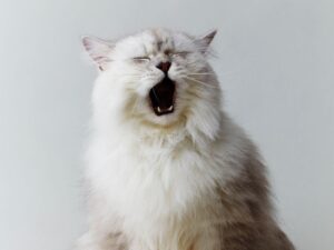 購買波斯貓前必看！價格、購買指南、注意事項全攻略