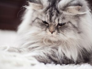 新手必讀！波斯貓飼養懶人包，照顧技巧一次看