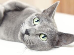 新手必讀！藍貓飼養懶人包，照顧技巧一次看