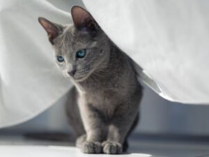 購買藍貓前必看！價格、購買指南、注意事項全攻略